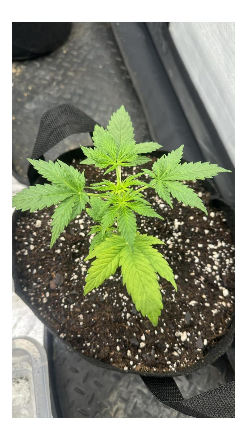 Kamala OG Auto, Фасовка: 1, изображение 4